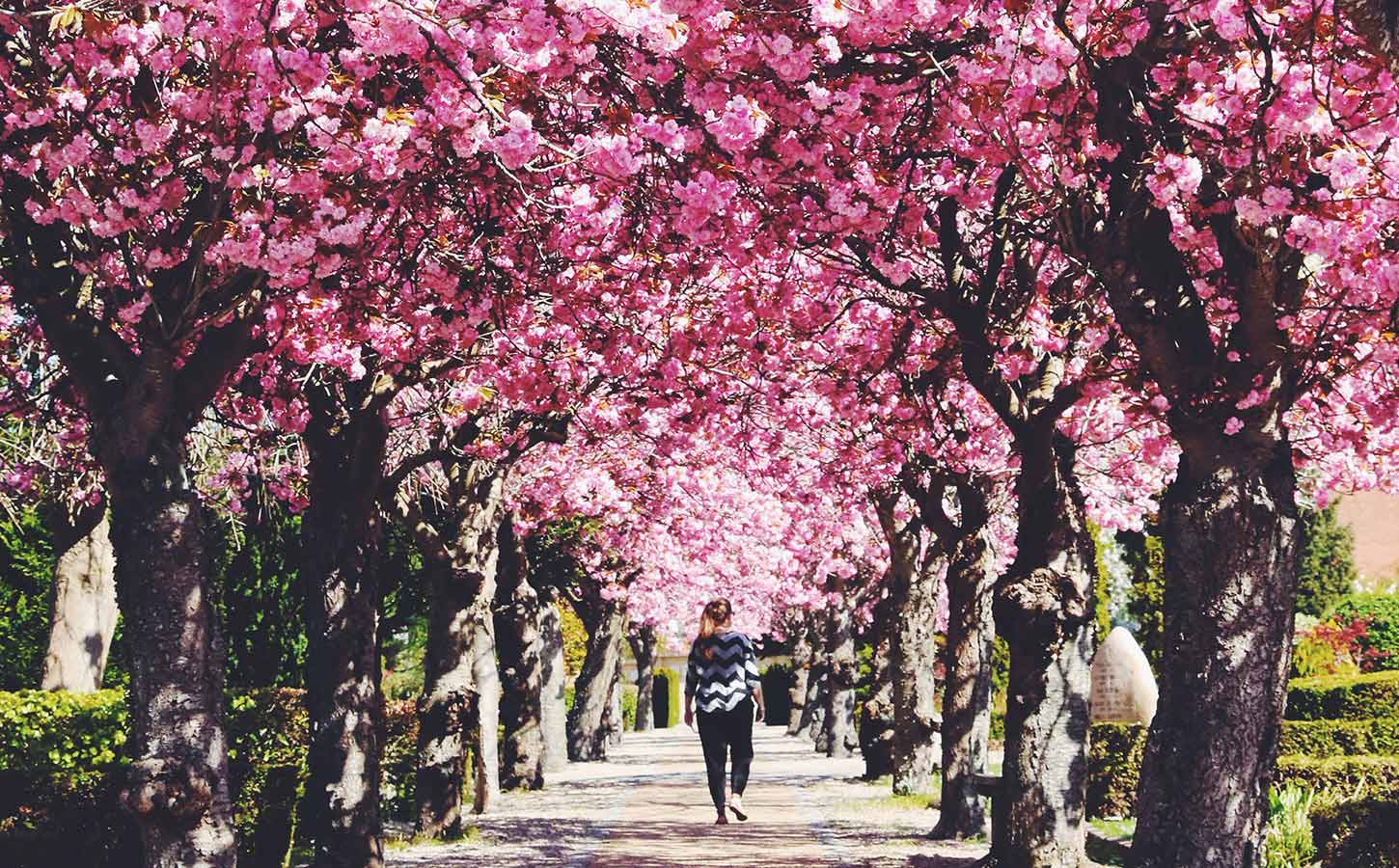 Nørresundby Kirke - Kirsebærtræer