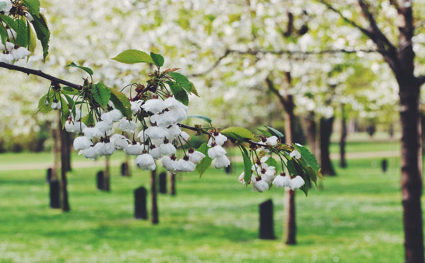 Kildeparken i Aalborg