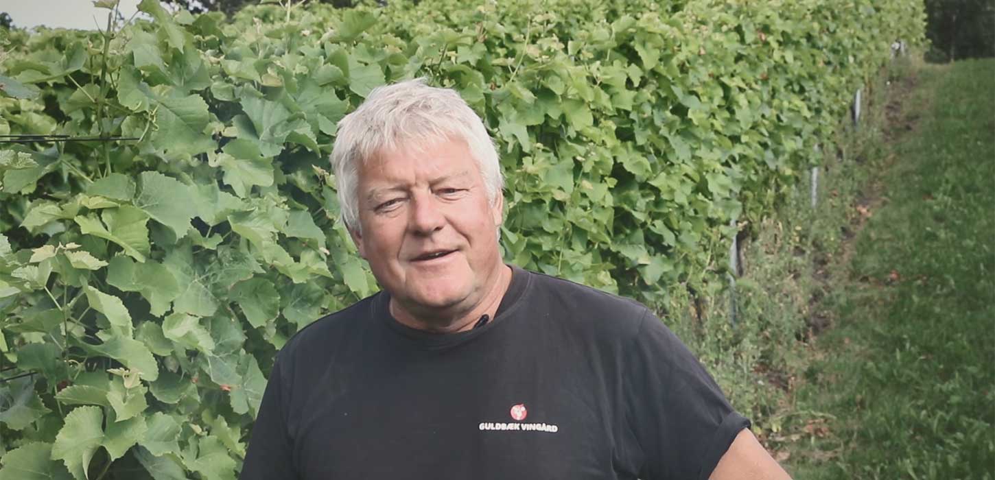 Guldbæk Vingård ved Aalborg