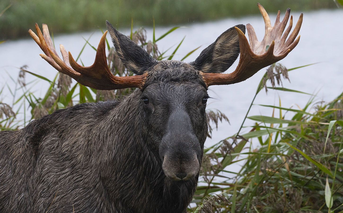 Elg i Lille Vildmose