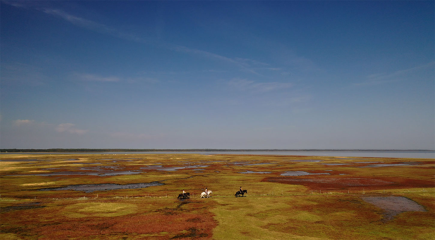 Rønnerne på Læsø