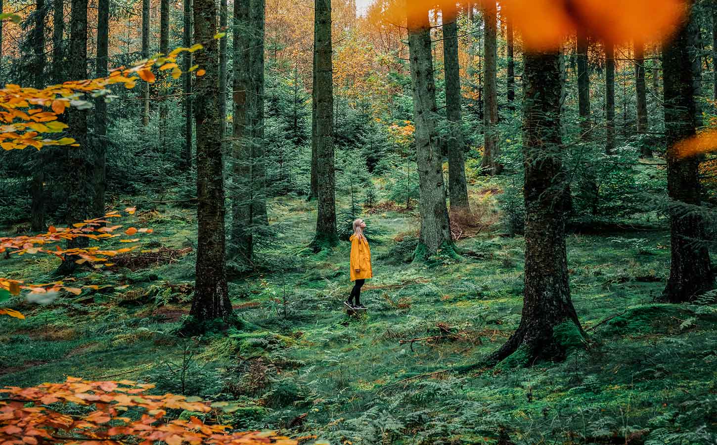 Skov i Nordjylland
