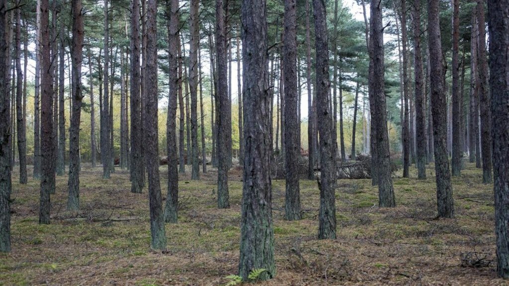 Læsø Klitplantage
