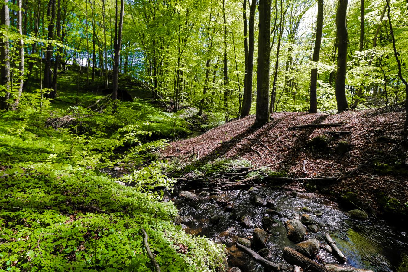 Forårsgrønne træer i Sæby Skov