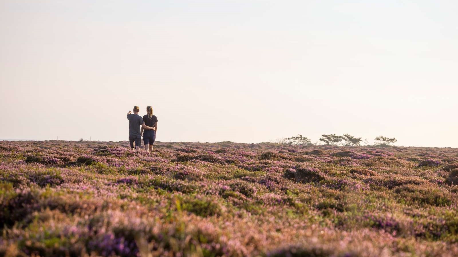 Par på lyngmark på Læsø