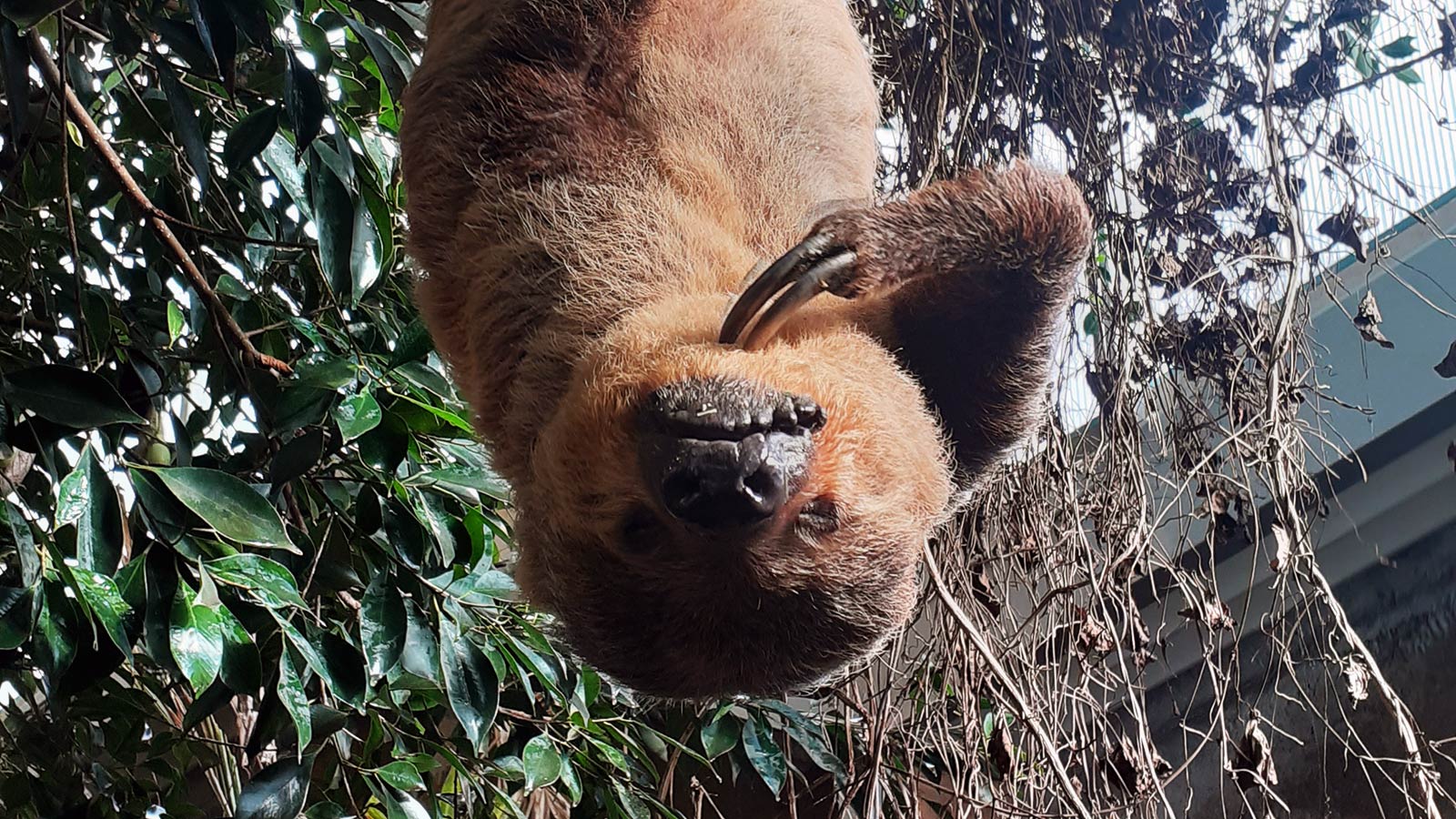 Dovendyr i Aalborg Zoo