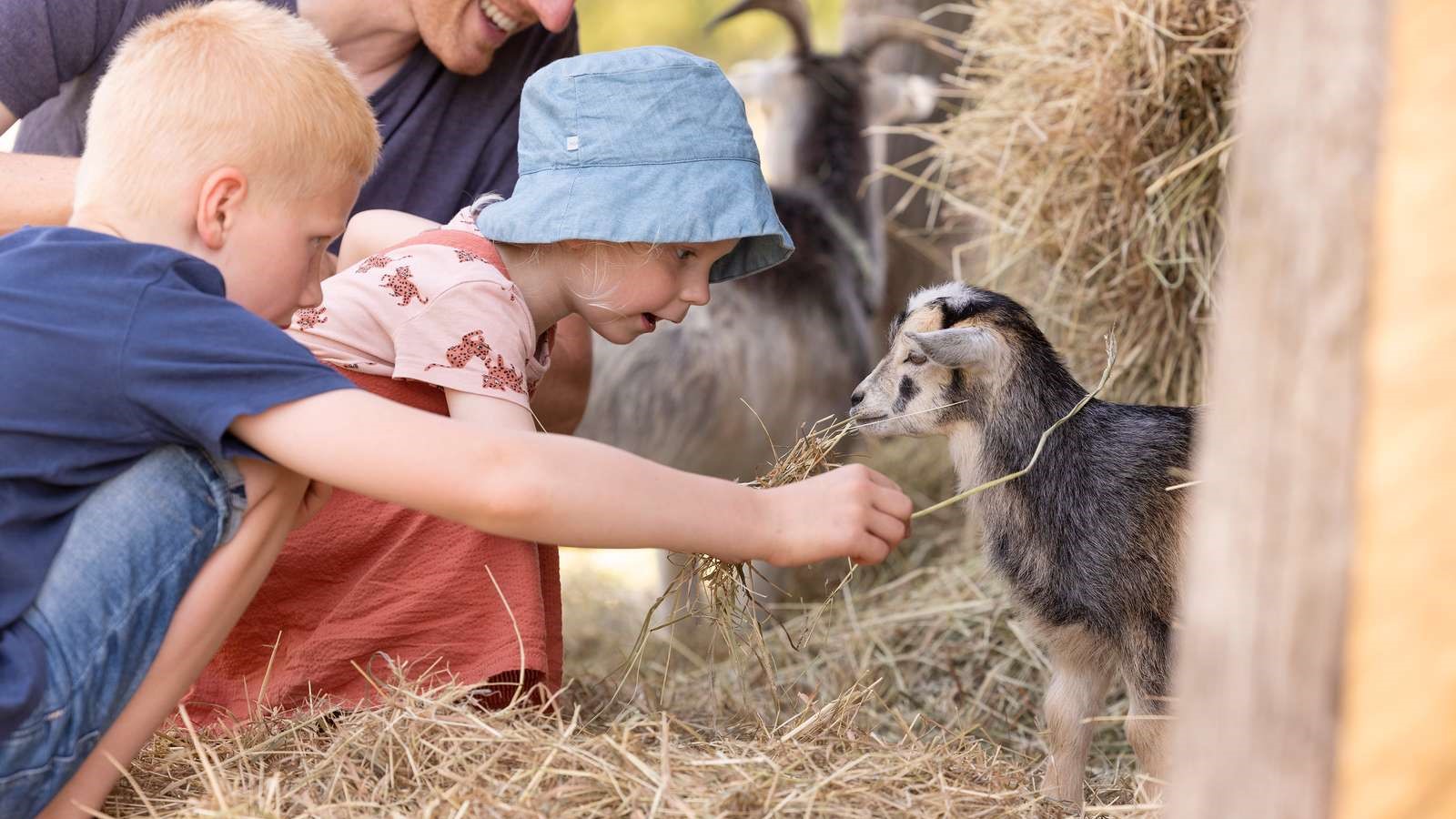 Børn der fodrer et gede kid