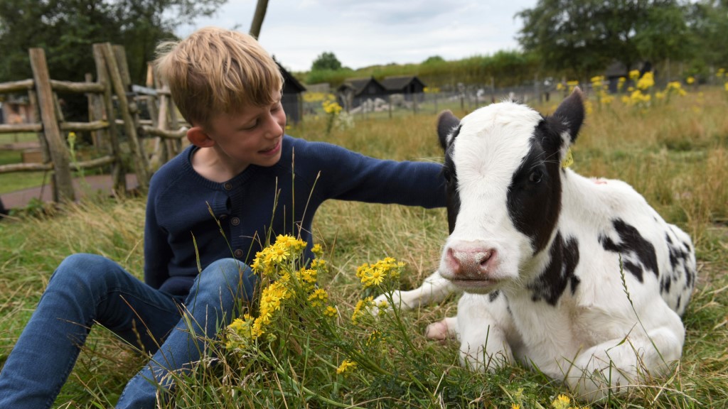 Dreng der klapper ko på Nymarksminde Farmpark