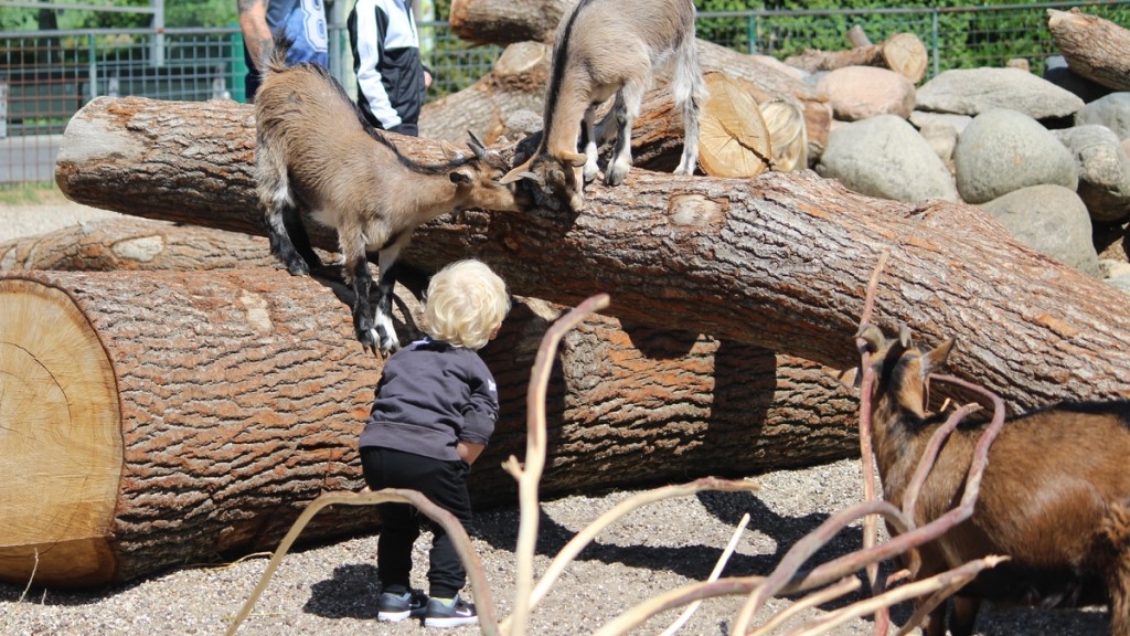 Klappegeder i Aalborg Zoo