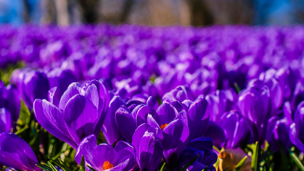 Krokus blomster