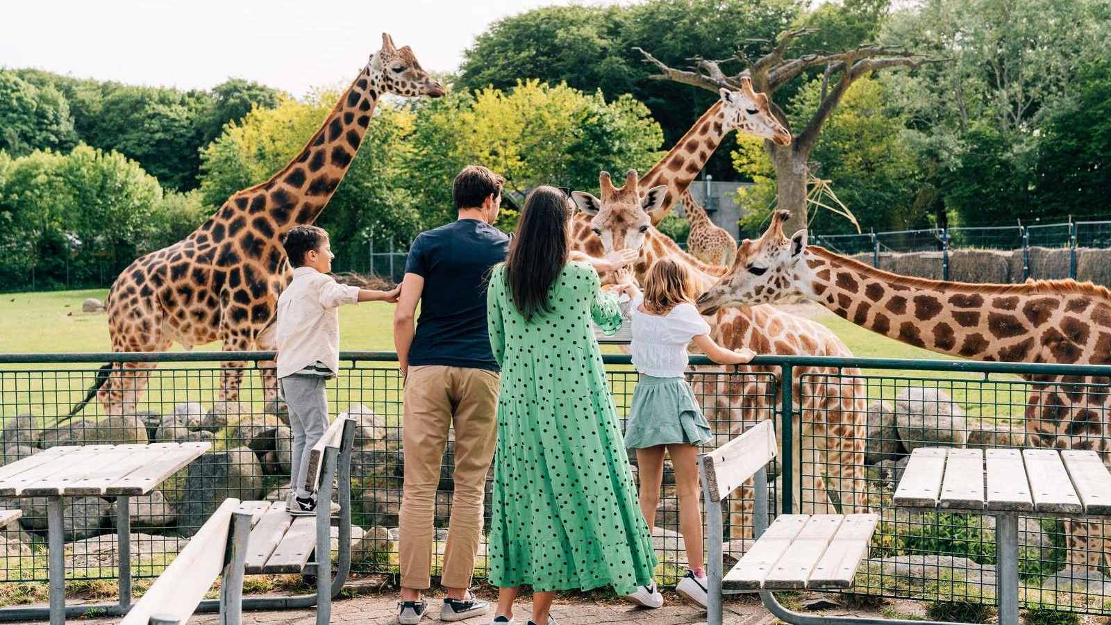 Giraffer i Aalborg Zoo