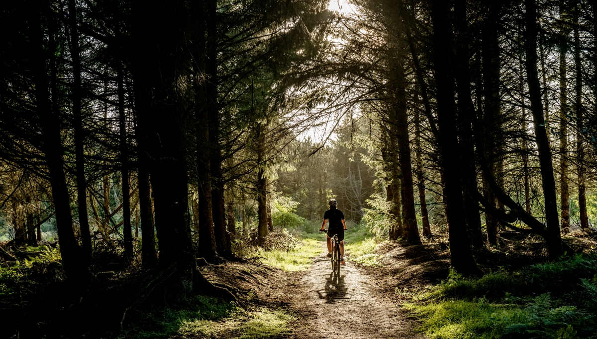 Cyklist i skoven 
