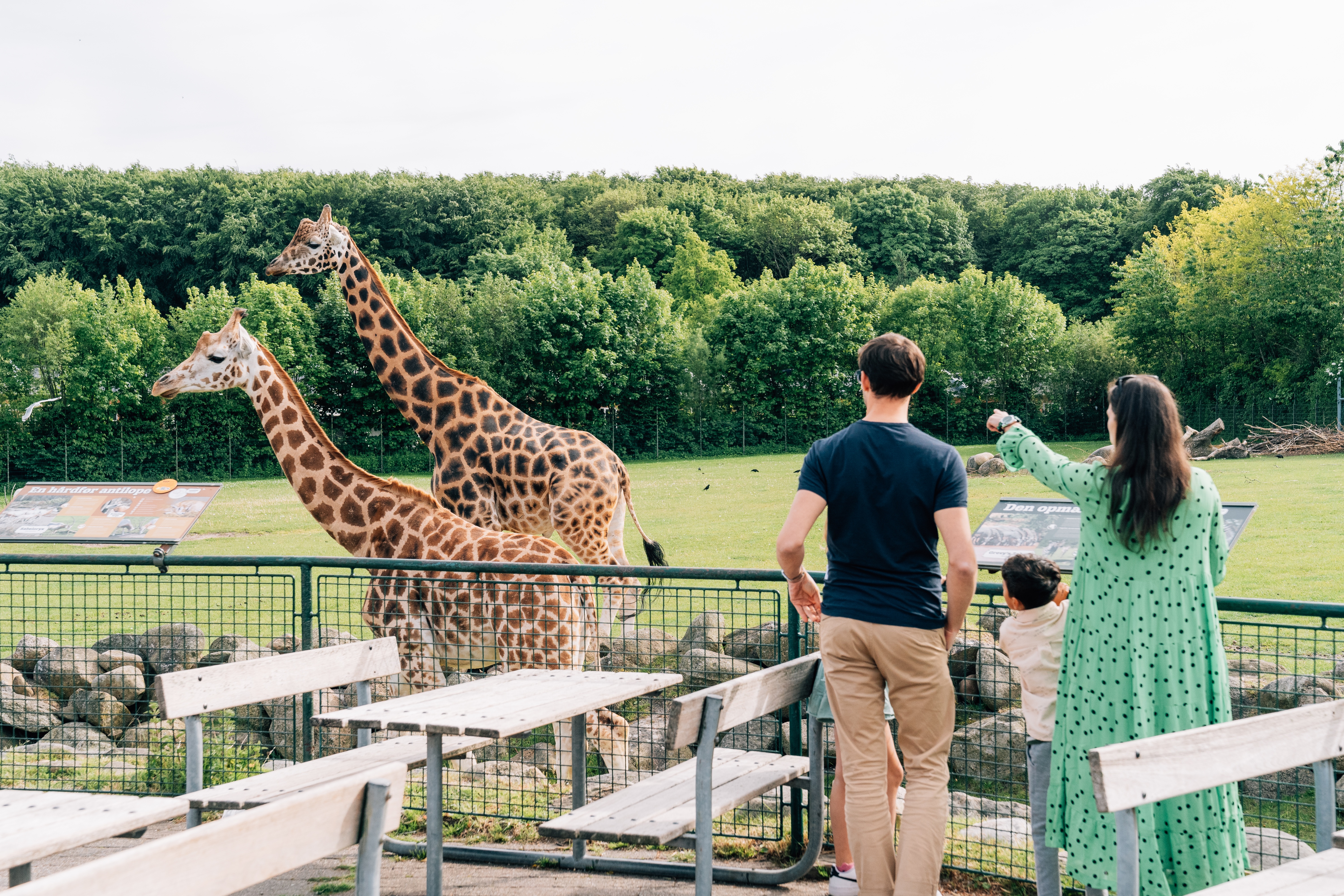 Mennesker kigger på giraffer