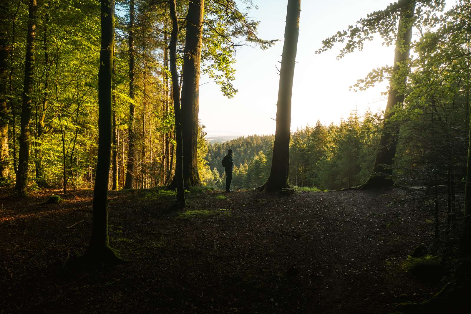 En vandrer i Jyske Ås