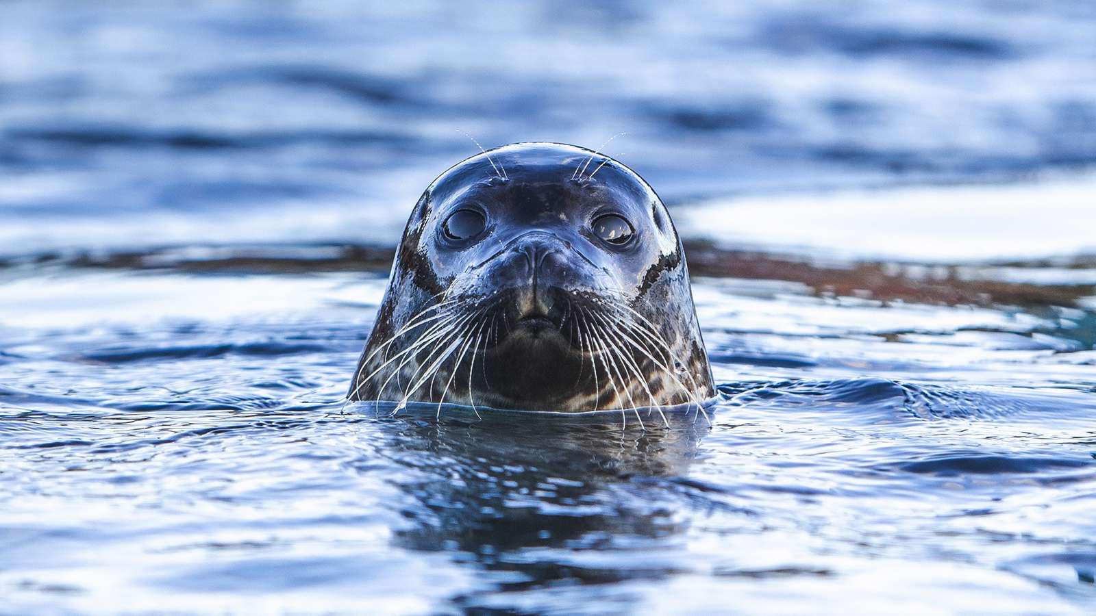 Sæl unge, Nordsøen Oceanarium