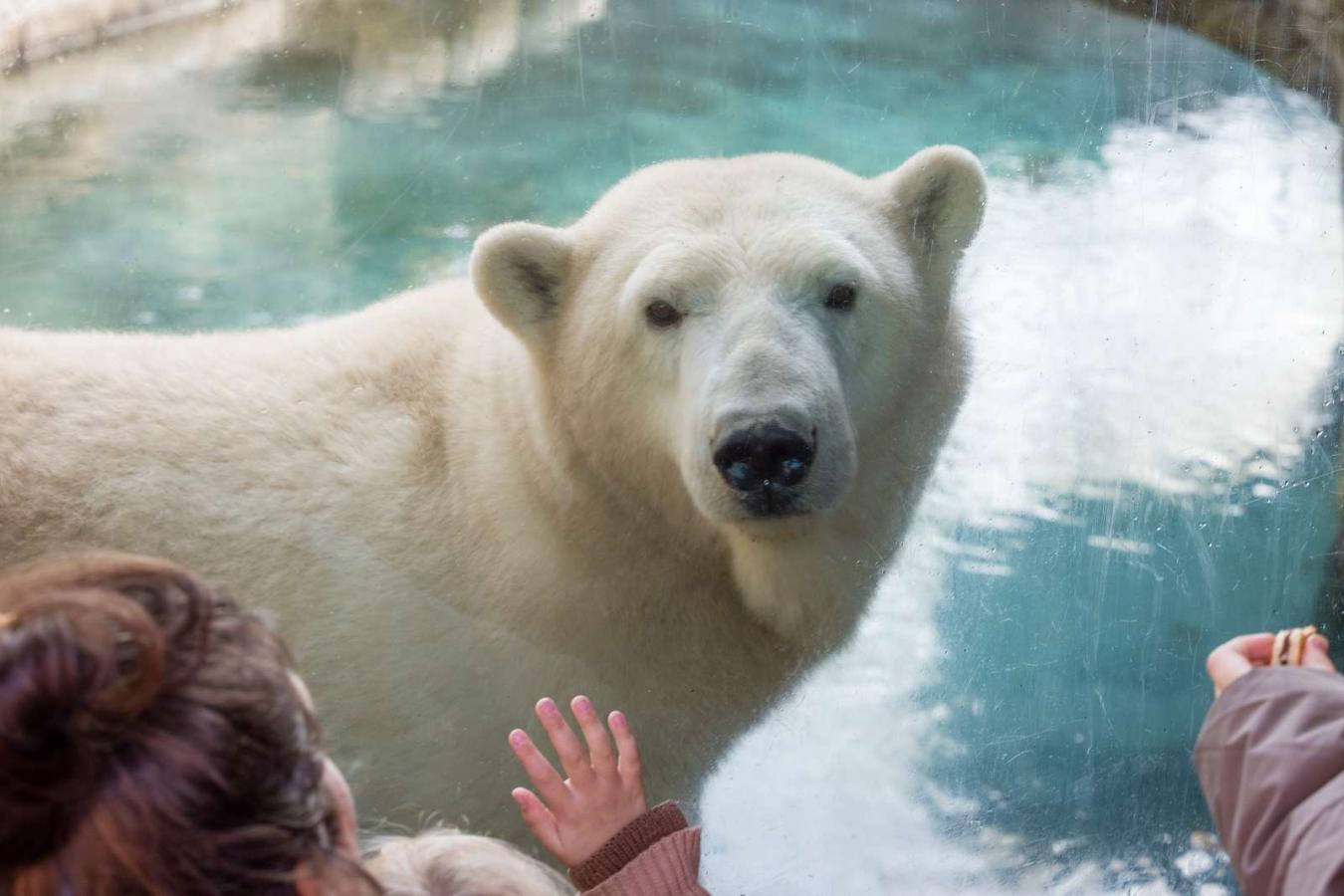 Isbjørn, Aalborg Zoo