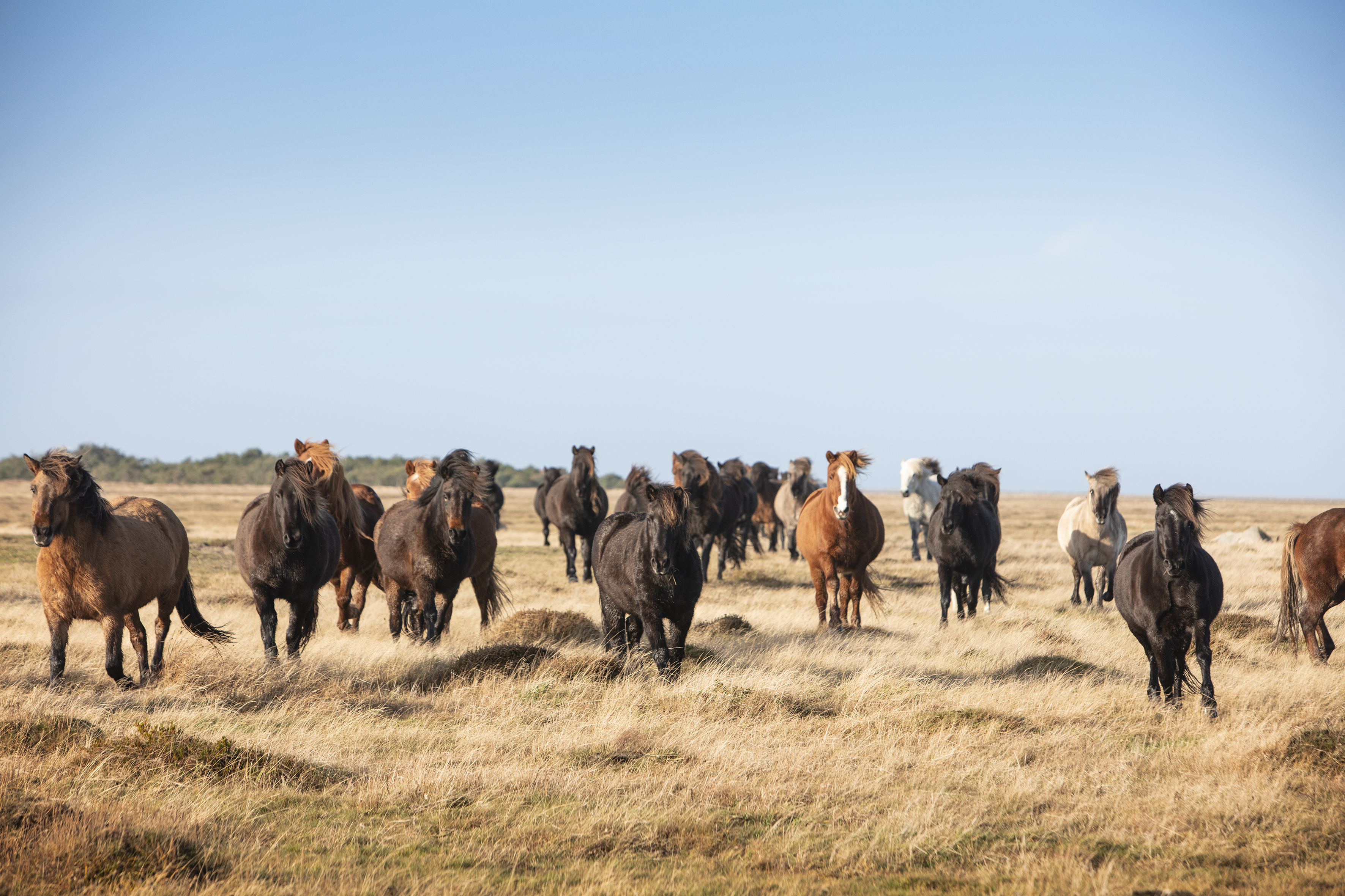 Læsø heste
