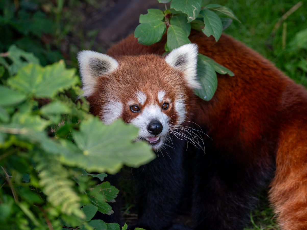 Rød Panda i Aalborg Zoo