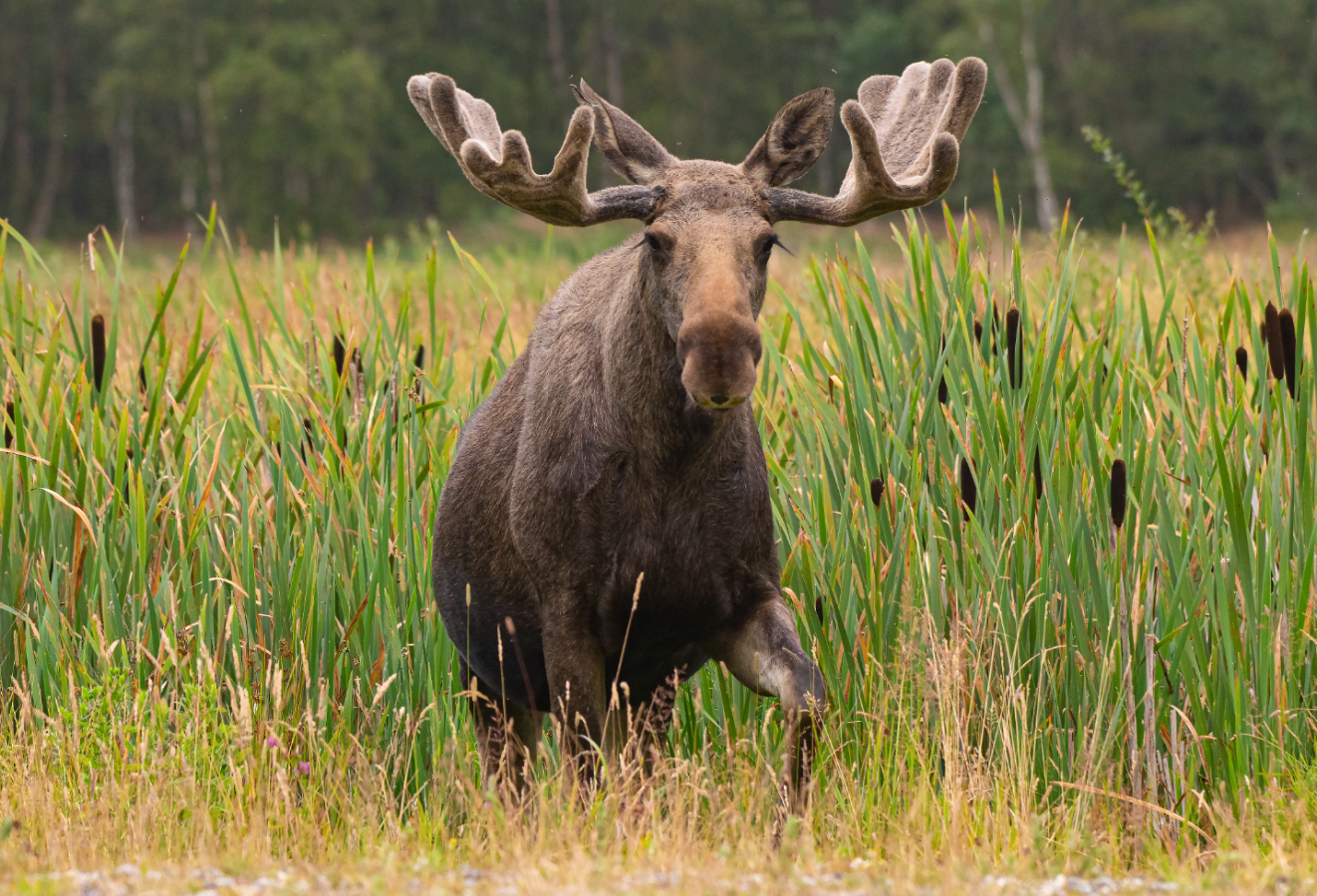 Lille Vildmosecentret