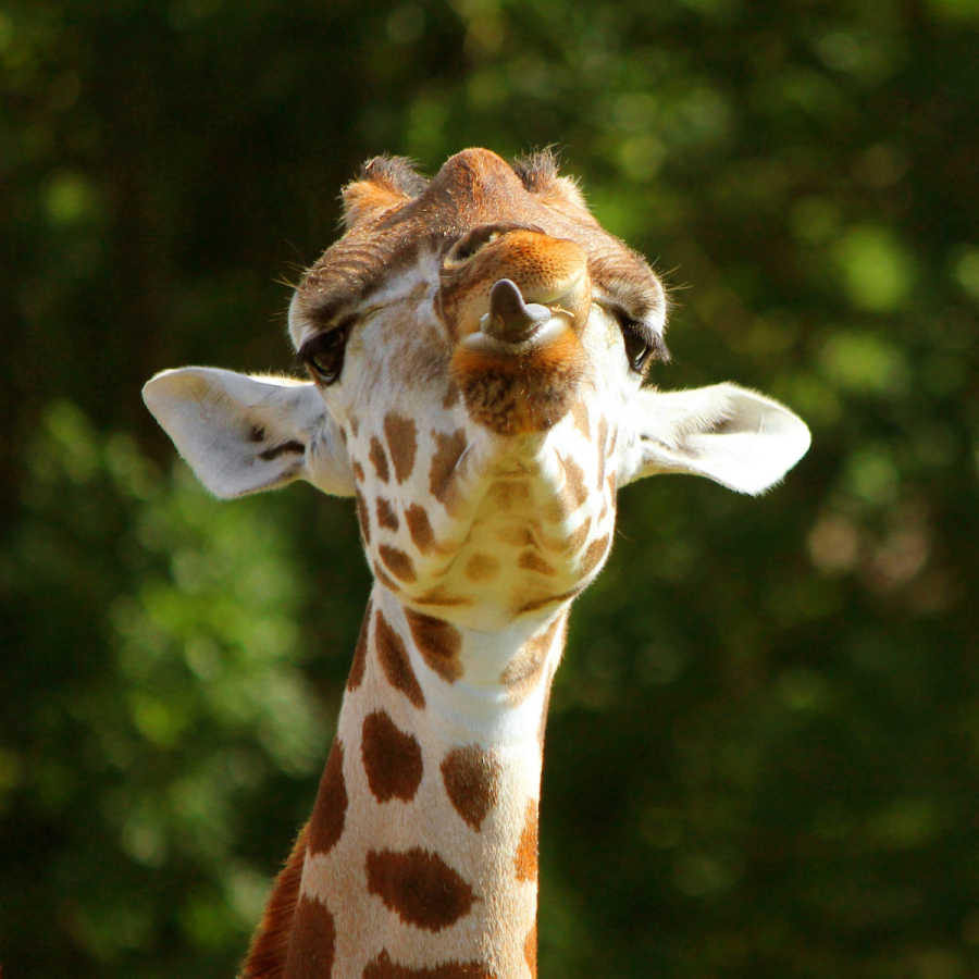 Giraf hos Aalborg Zoo