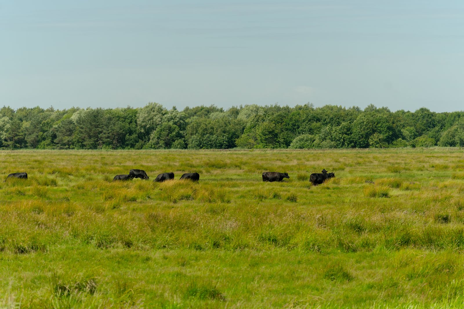 Køer set fra udkigspost 2 på Bannerlundsstien