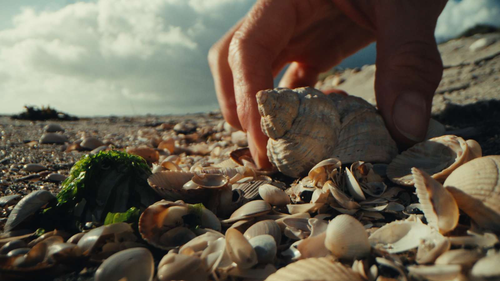 En der samler musligeskaller