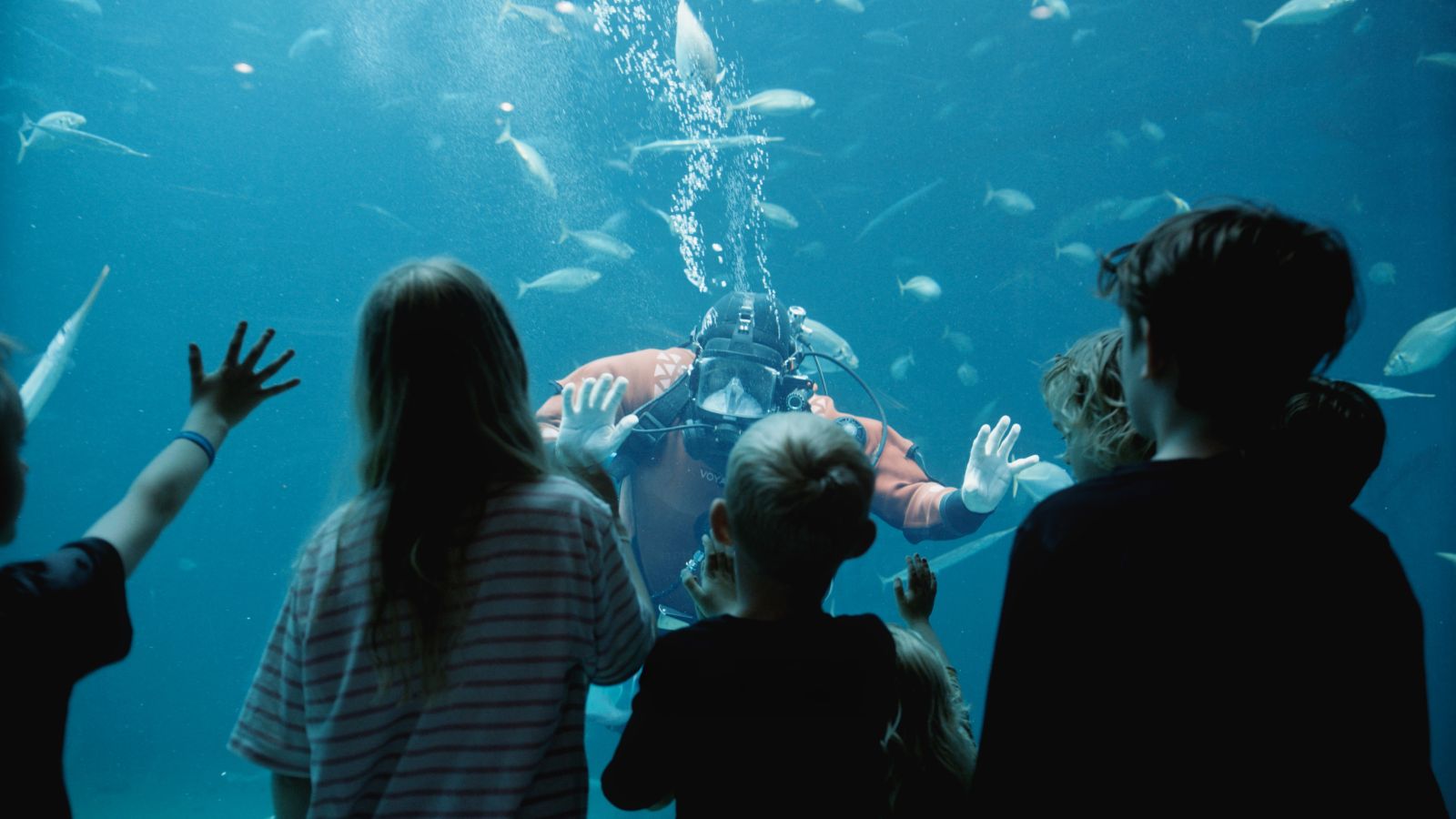 Nordsøen Oceanarium dykker