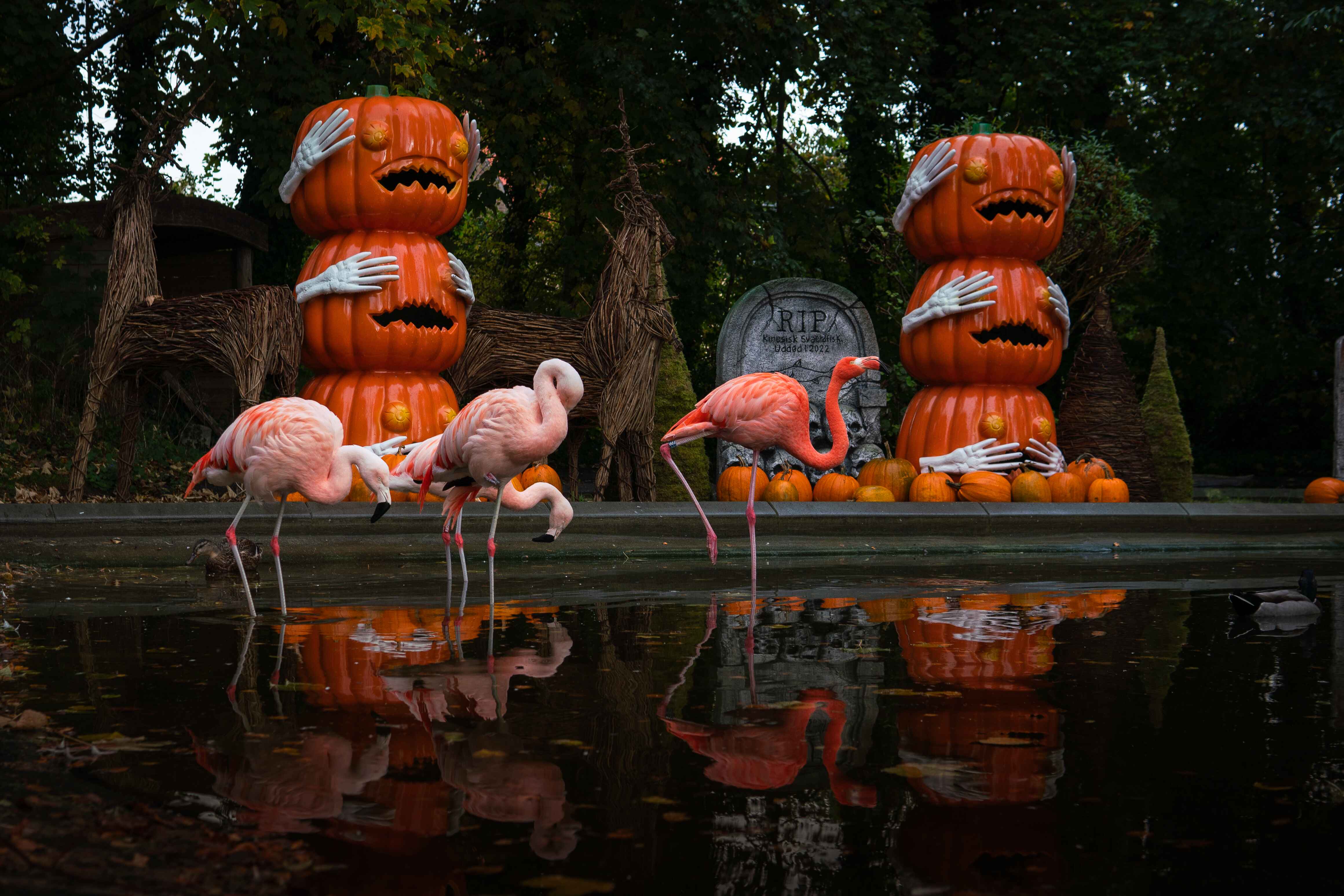 aalborg_zoo_halloween