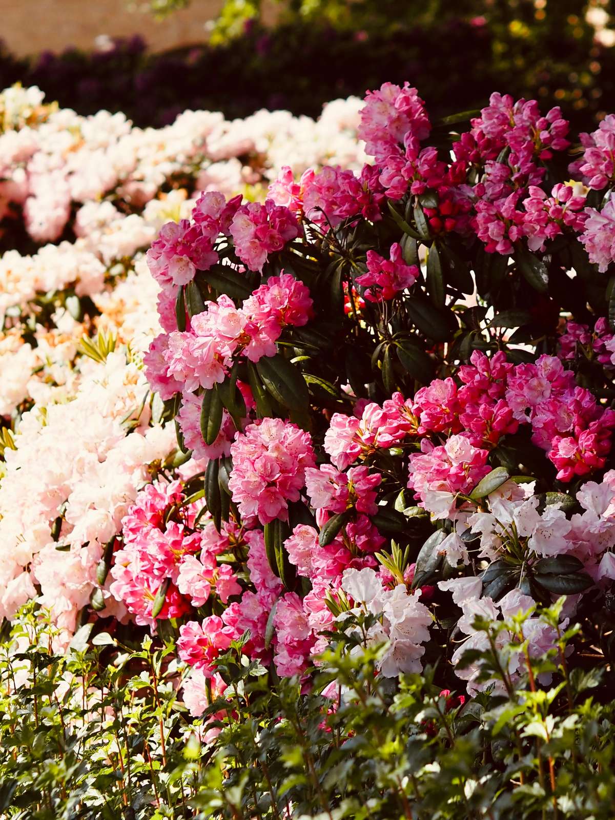 Rhododendronparken