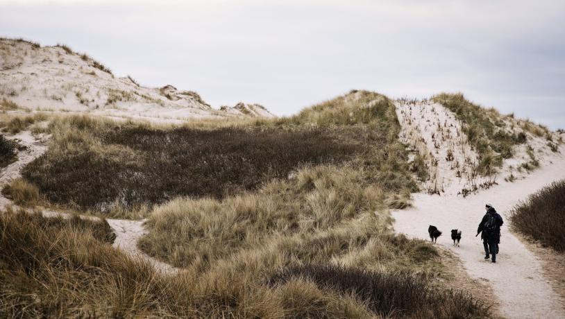 Woman-Walking-Dogs