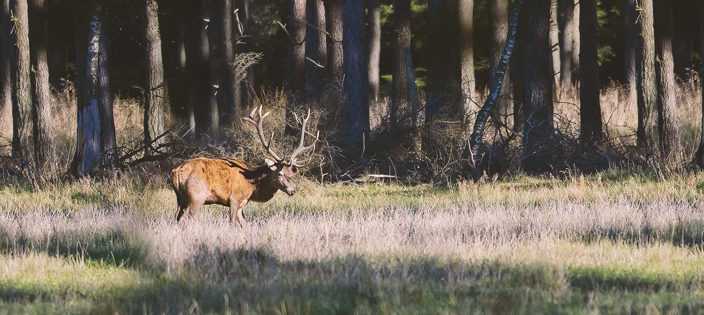 Deer in Lille Vildmose