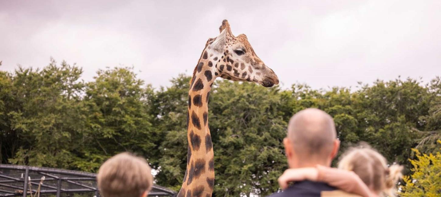 Giraf i Aalborg Zoo