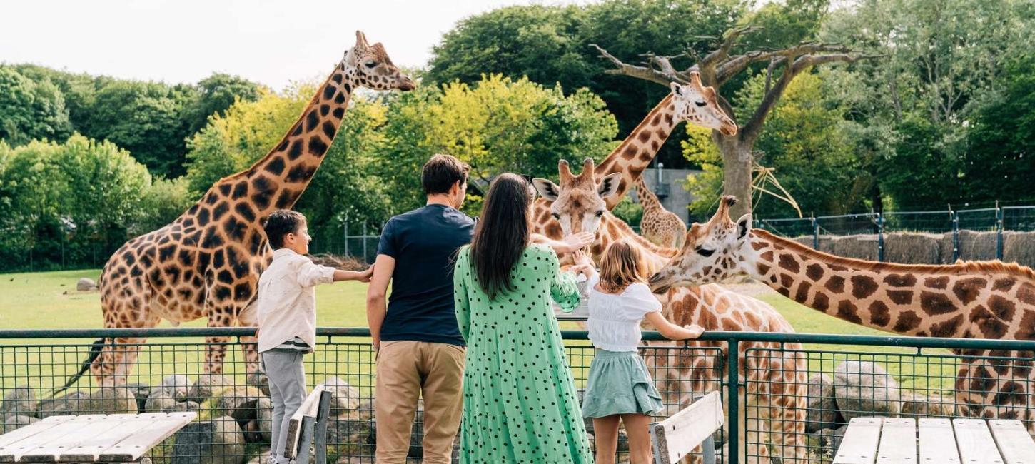 Giraffer i Aalborg Zoo