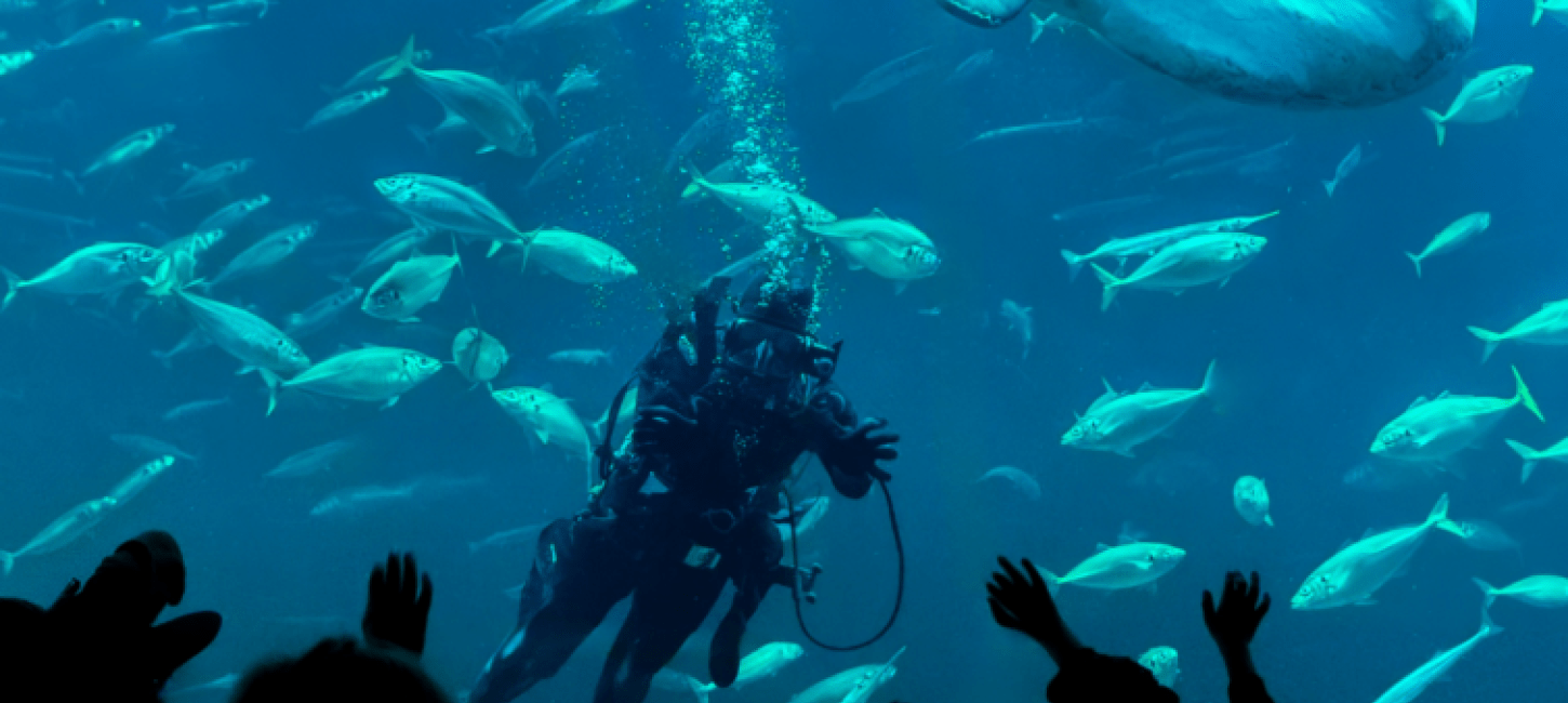 Dykker og klumpfisk hos Nordsøen Oceanarium