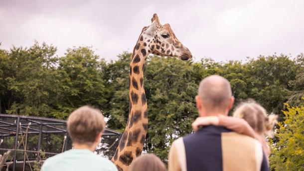 Giraf i Aalborg Zoo