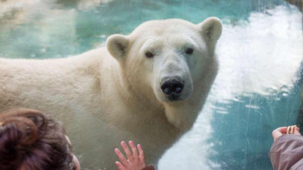 Isbøjrn Aalborg Zoo