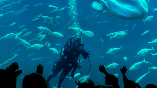 Taucher und Mondfisch im Nordsøen Oceanarium