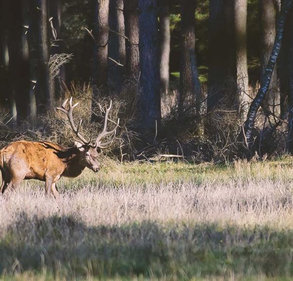 Deer in Lille Vildmose