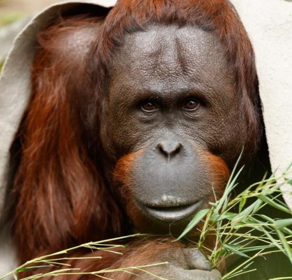 Aalborg Zoo - Orangutang