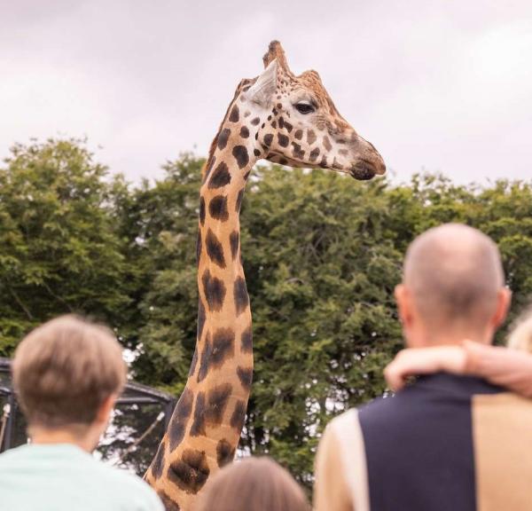 Giraf i Aalborg Zoo