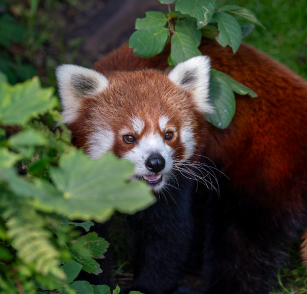Rød Panda i Aalborg Zoo