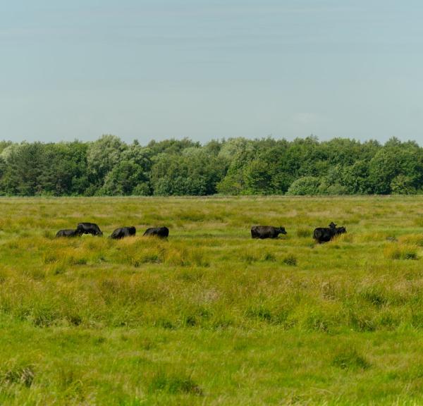 Køer set fra udkigspost 2 på Bannerlundsstien