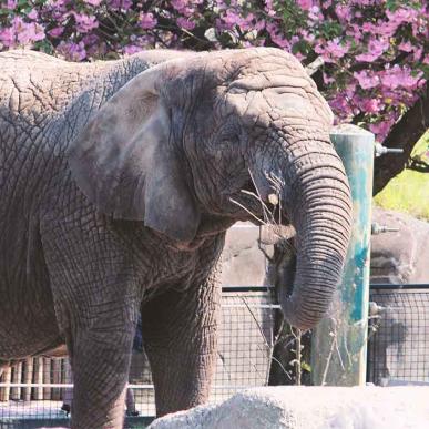 Aalborg Zoo