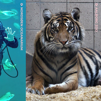 Tre billeder af henholdsvis Phønix i Fårup Sommerland, Dykker i Nordsøen Oceaniarium og Tiger hos Aalborg Zoo