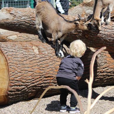 Klappegeder i Aalborg Zoo