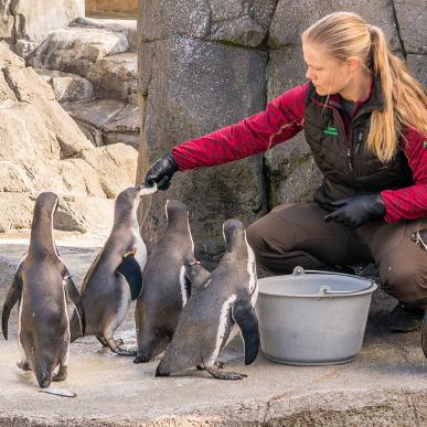 Pingvinfodring i Aalborg Zoo