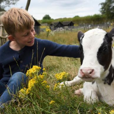 Dreng der klapper ko på Nymarksminde Farmpark