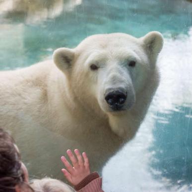 Isbøjrn Aalborg Zoo