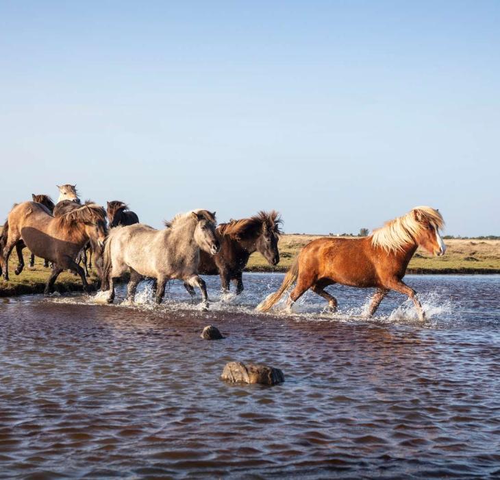 Læsø Heste 