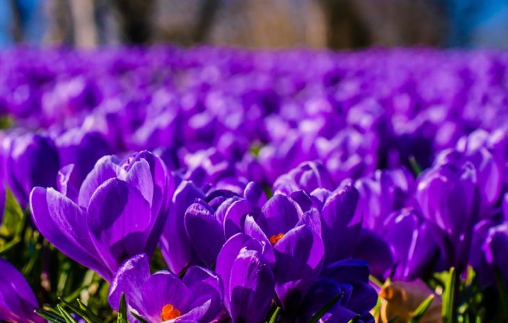 Krokus blomster